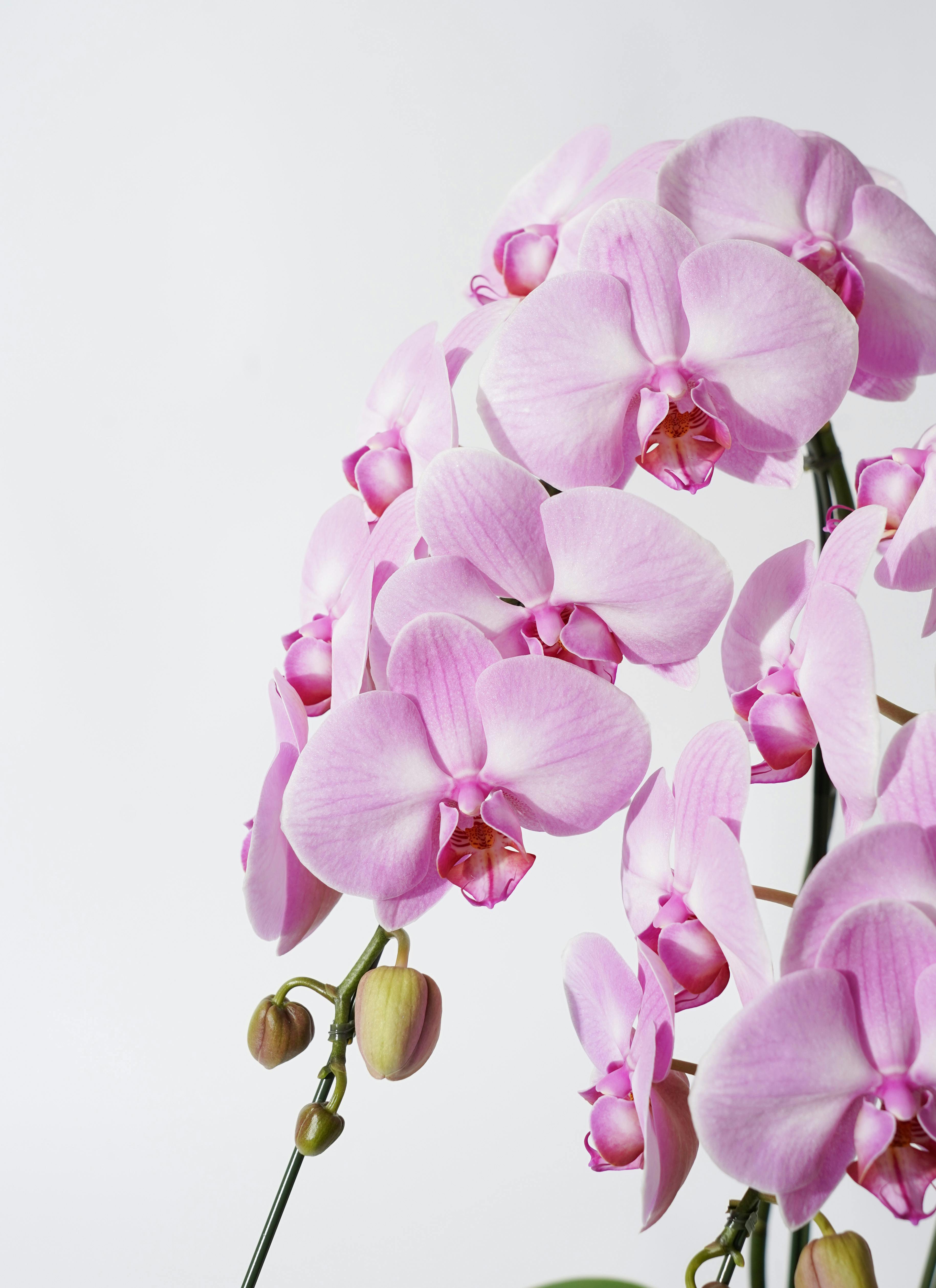 胡蝶蘭中大輪 ピンク アップルキャンディ 2本立ち サンクスポット