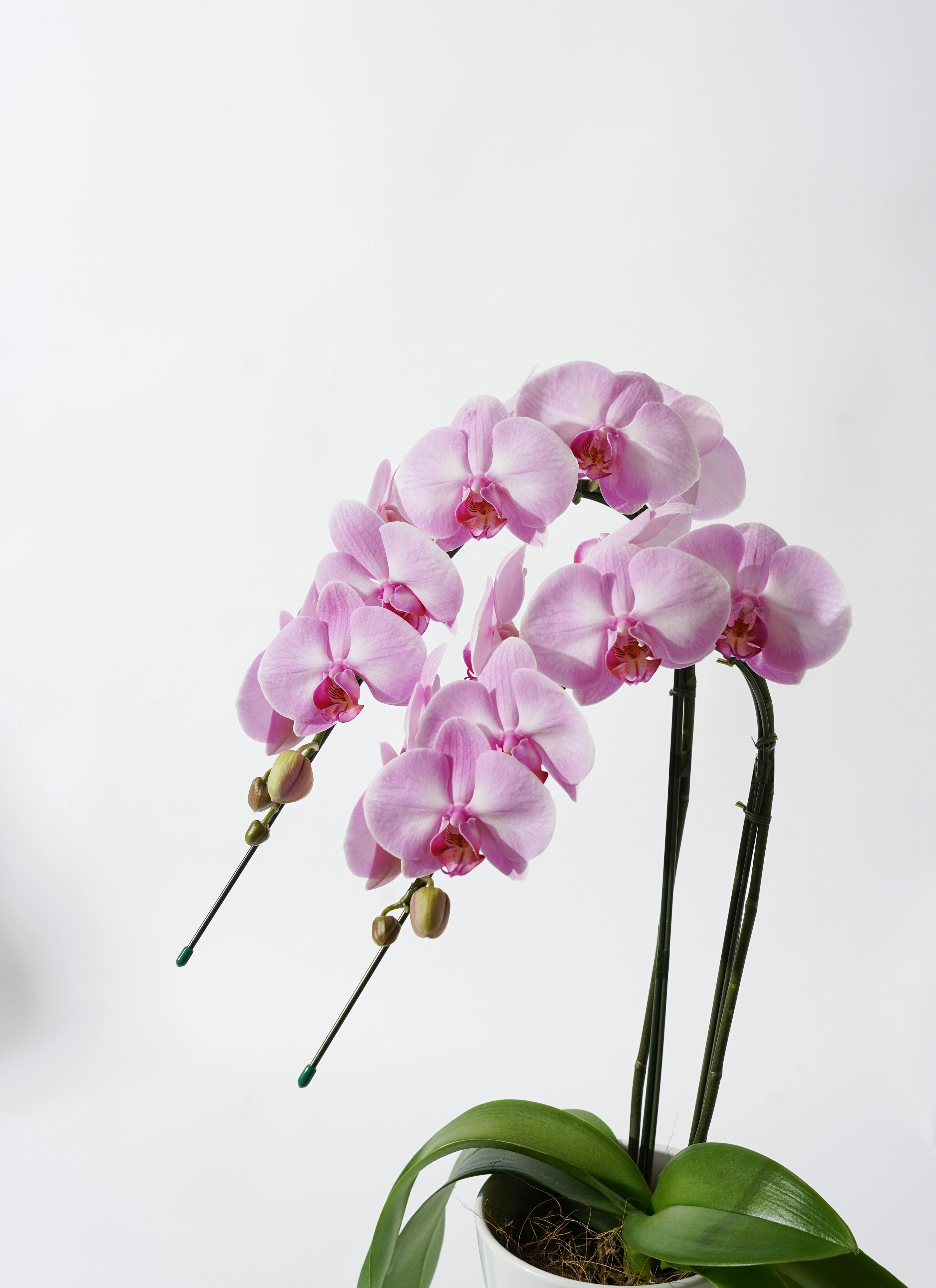 胡蝶蘭中大輪 ピンク アップルキャンディ 2本立ち サンクスポット