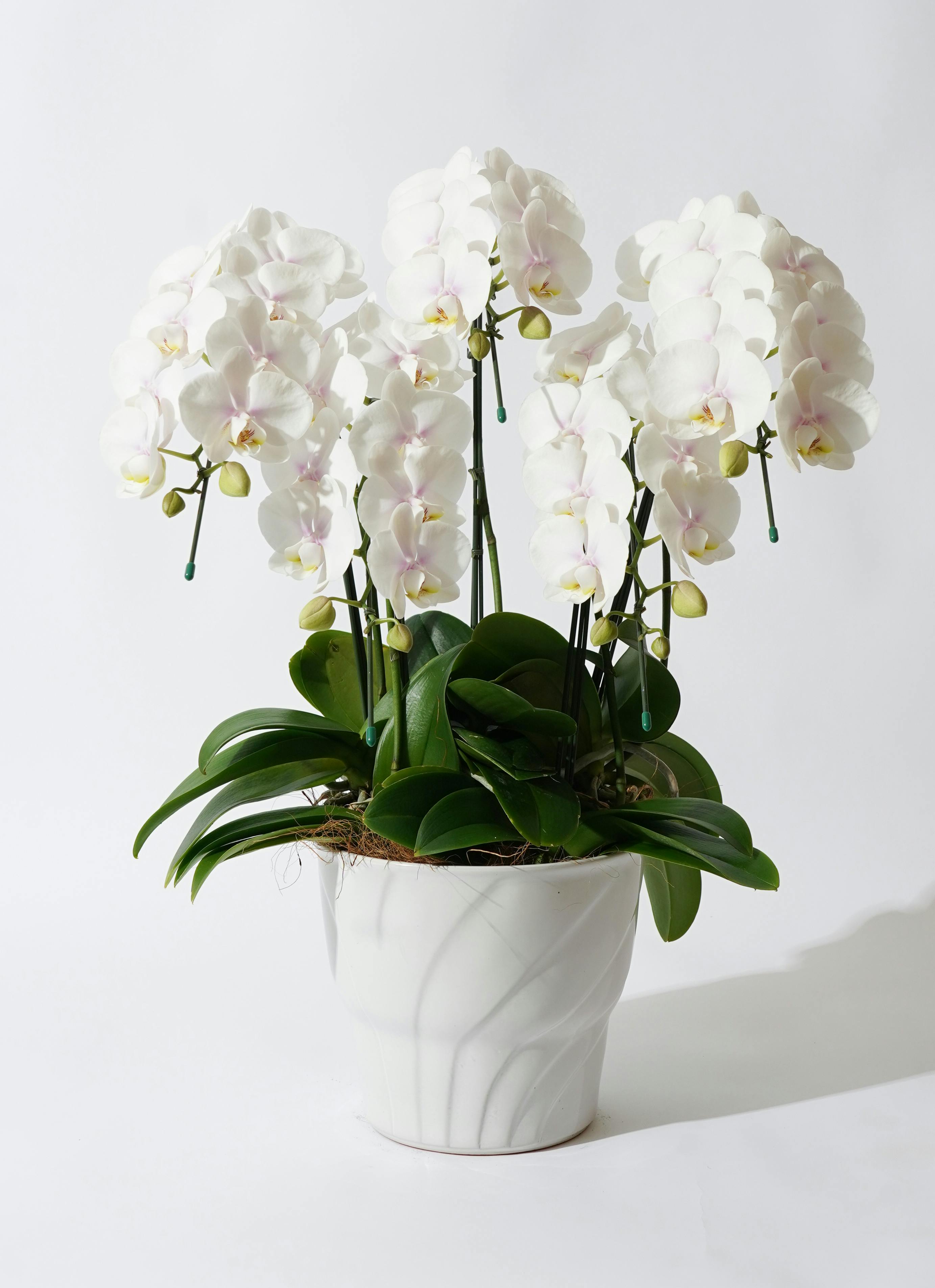 造花　胡蝶蘭白　５本立ち　お祝い花　お供え花 造花 胡蝶蘭/白(ホワイト)/5本立ち/紫ラッピング/お祝い花 開店