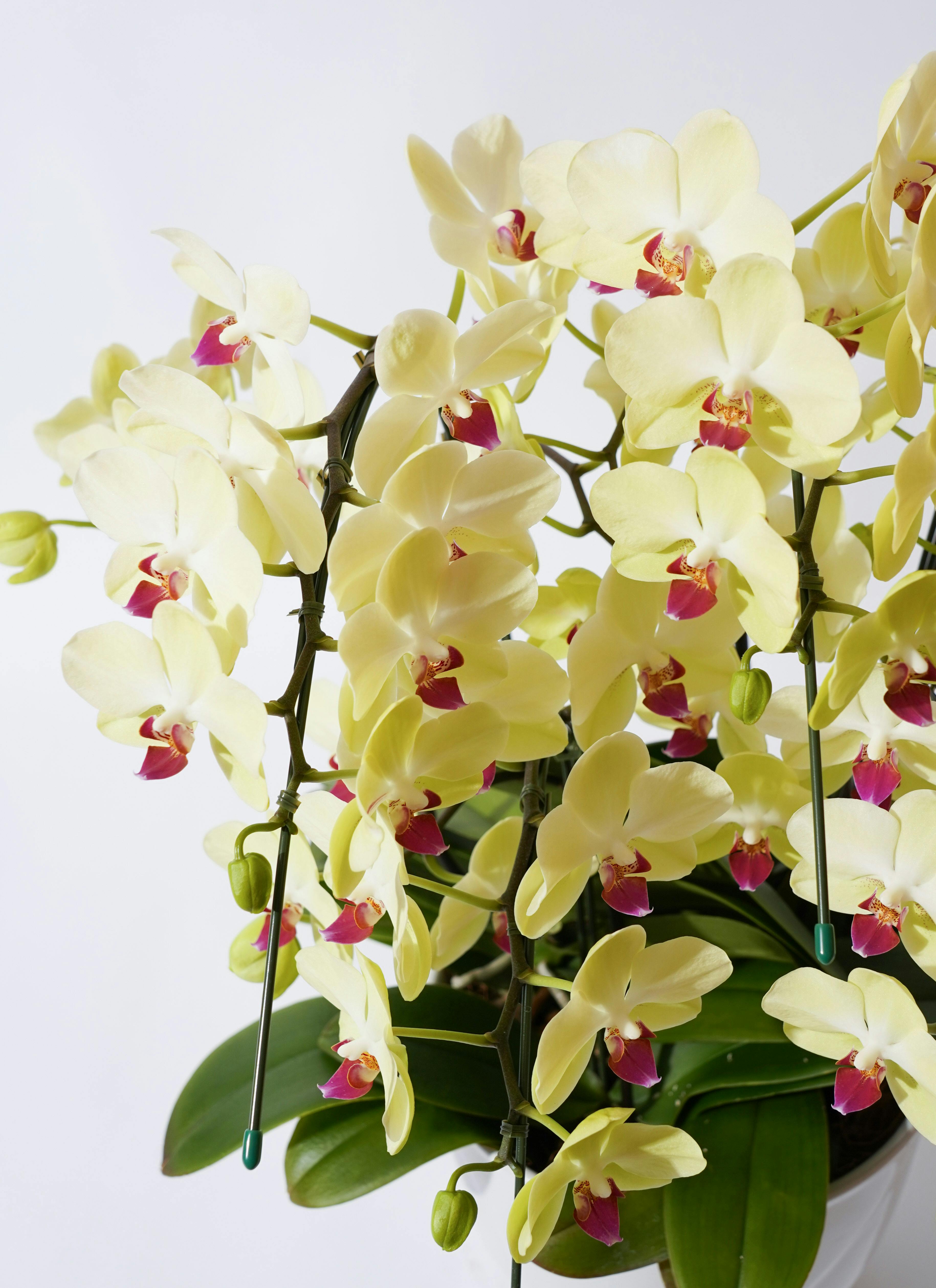 淡い黄色のランの花胡蝶蘭大輪花付き5鉢 胡蝶蘭大輪 黄色 アポロン 3本立ち 35輪〜40輪前後 | 胡蝶蘭なら