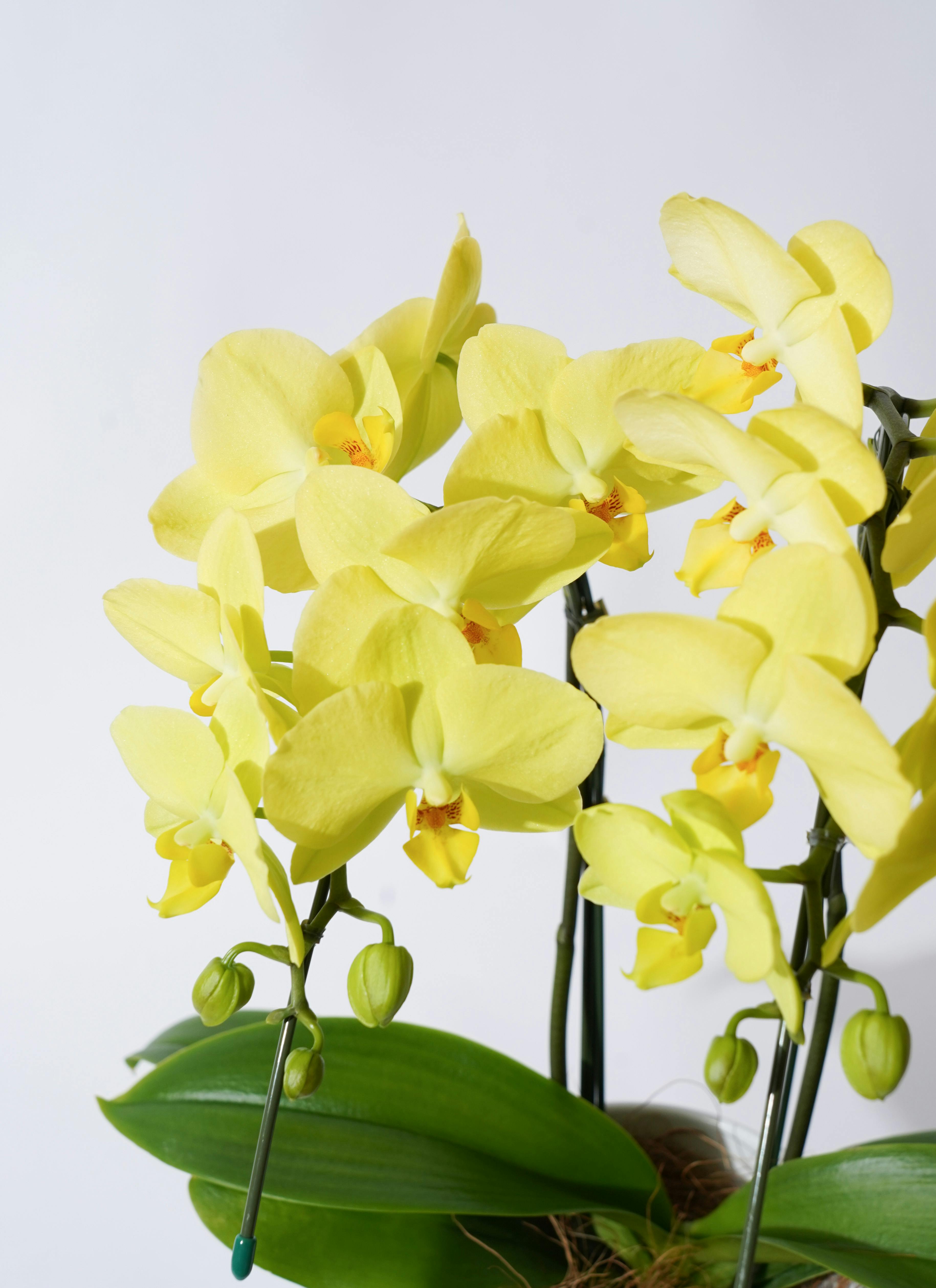 胡蝶蘭中大輪 黄色 ゴールデンライフ 2本立ち サンクスポット | 胡蝶蘭