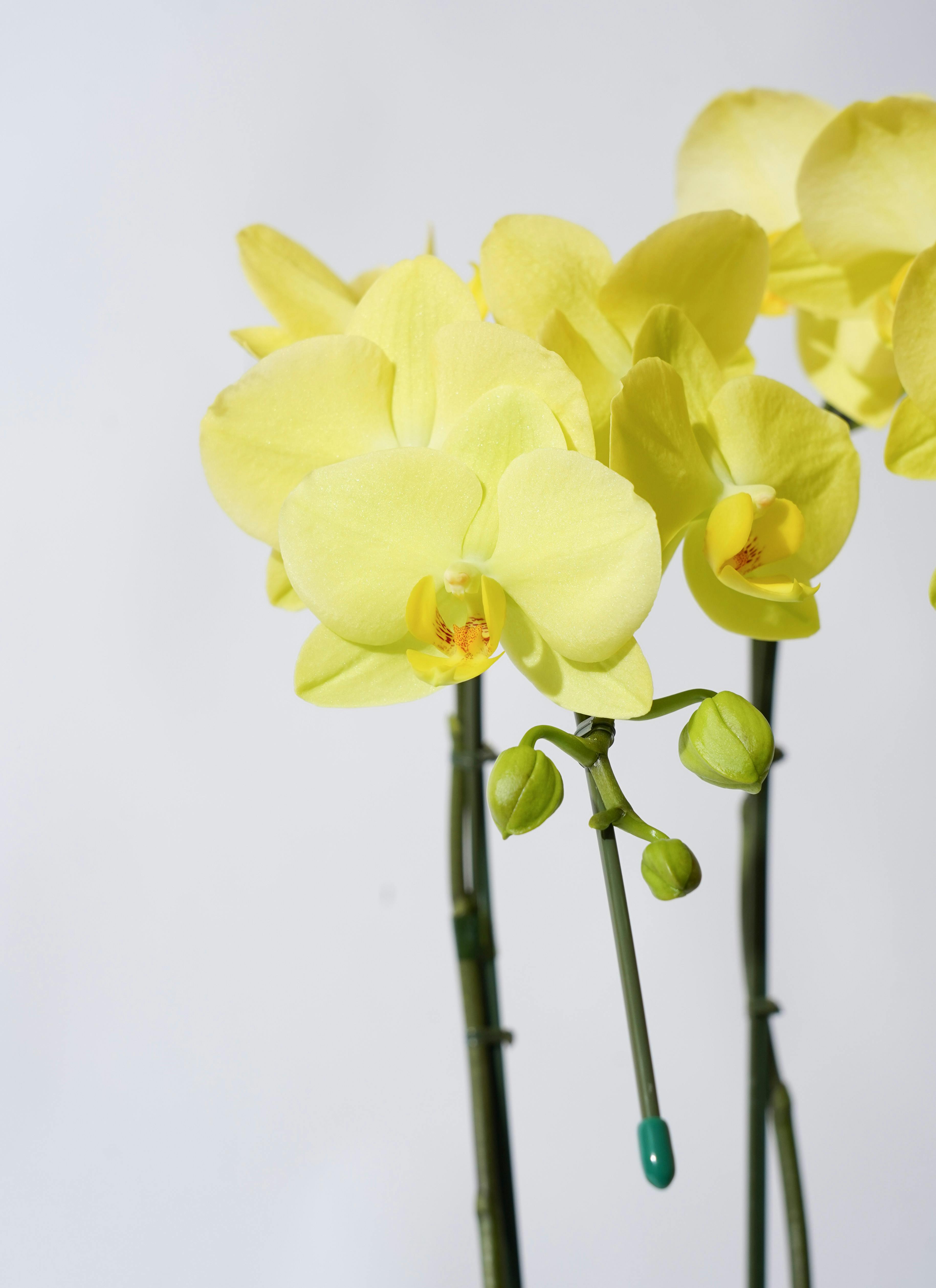 胡蝶蘭中大輪 黄色 ゴールデンライフ 2本立ち サンクスポット | 胡蝶蘭