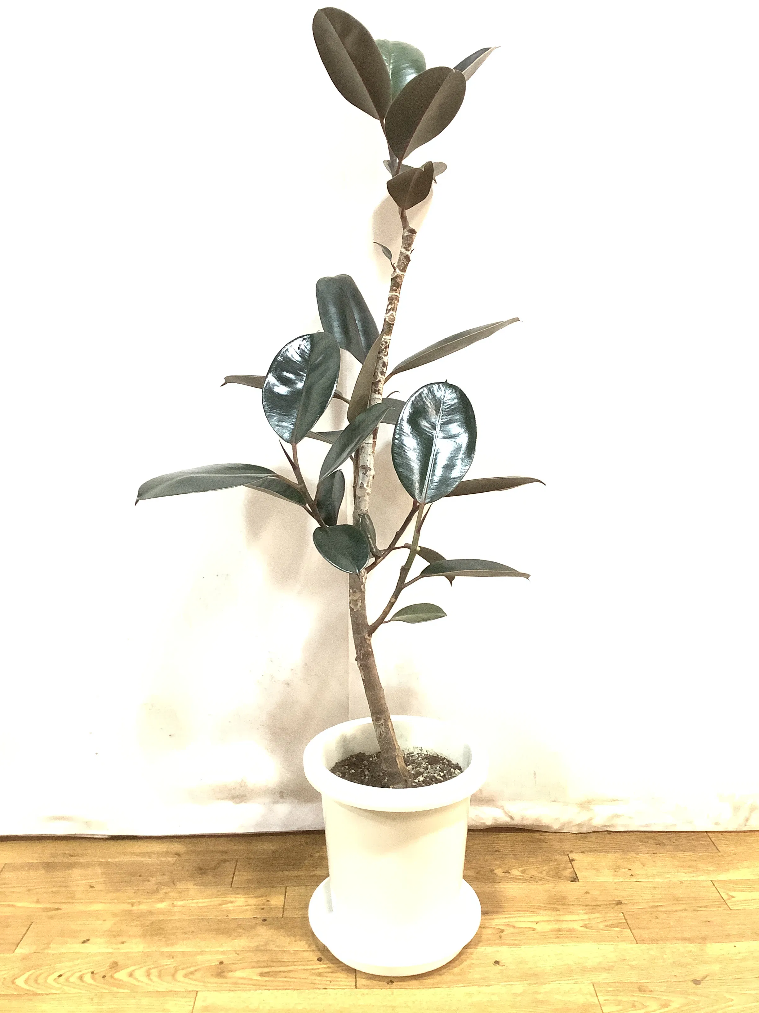 観葉植物 1点もの | 通販専門店 HitoHana（ひとはな） 