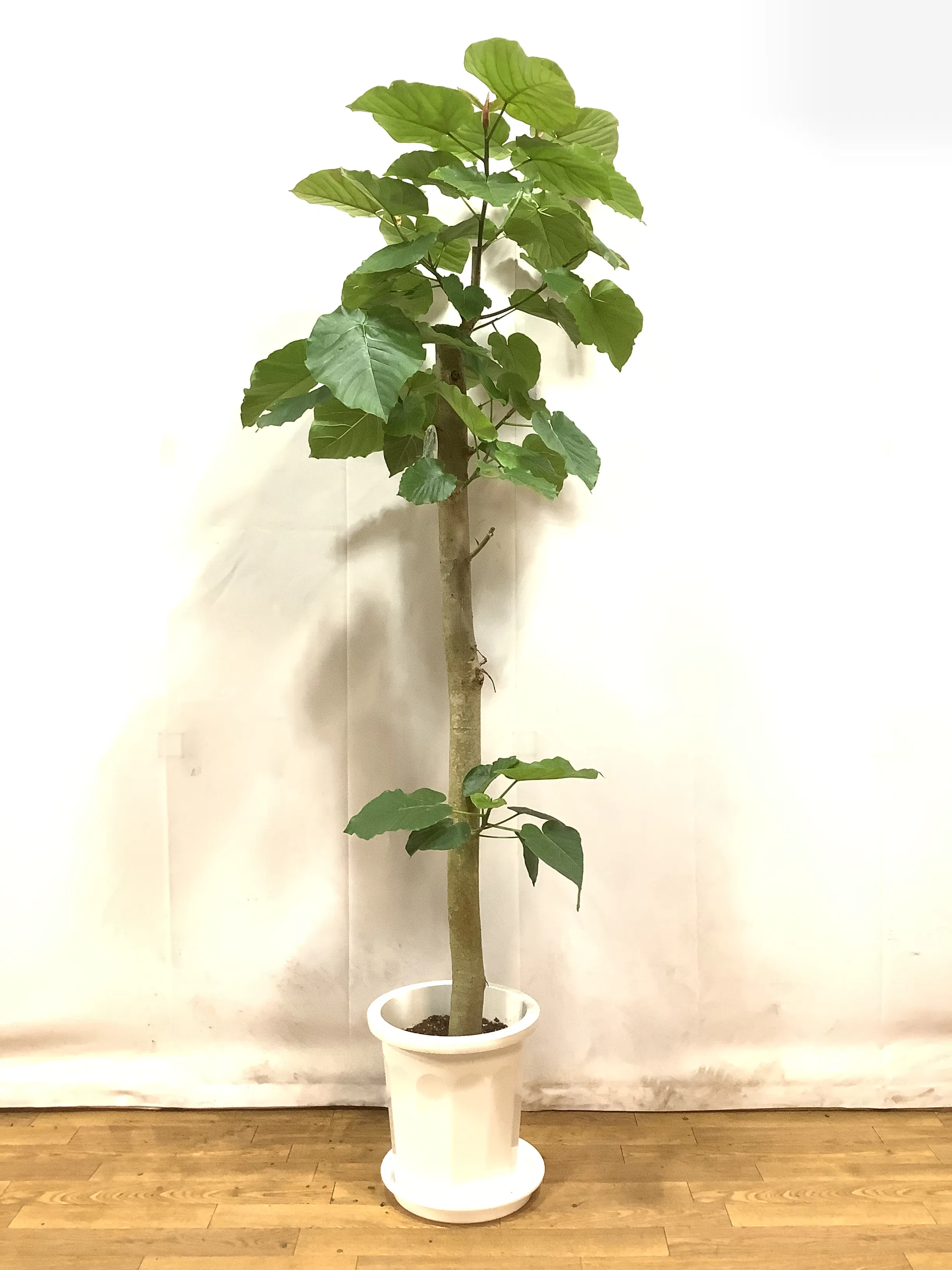 ウンベラータ 大型 | 観葉植物通販HitoHana(ひとはな)