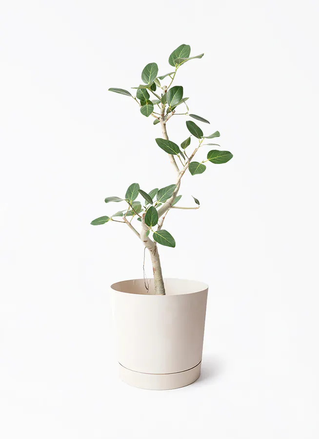 フィカス ベンガレンシス 7号 | 観葉植物 | 送料無料でお届け 