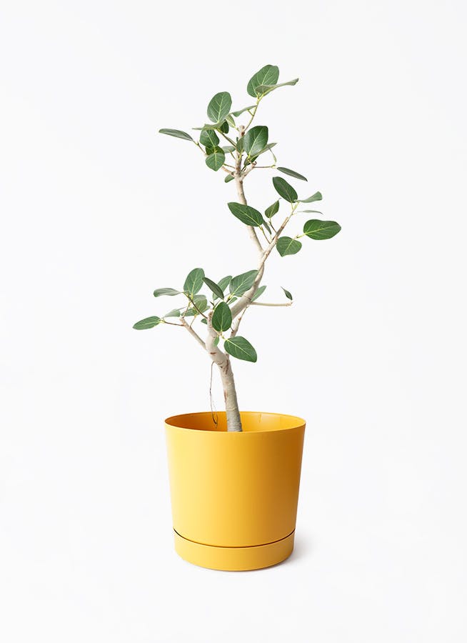 7号サイズの観葉植物 | 通販専門店 HitoHana（ひとはな）