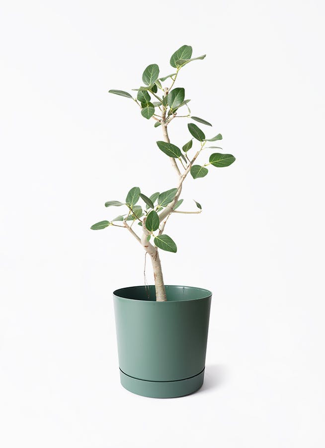 ぱきら（感謝） 観葉植物 パキラ 7号 斑入り プロスパー トゥーボ パイン