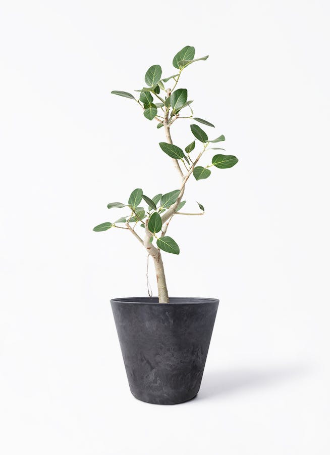 観葉植物 カポック（シェフレラ） 7号 ハッピーイエロー 曲り