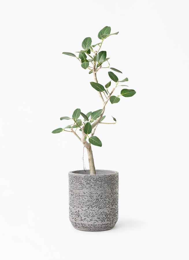 観葉植物 フィカス ベンガレンシス7号 曲り Eco Stone (エコストーン