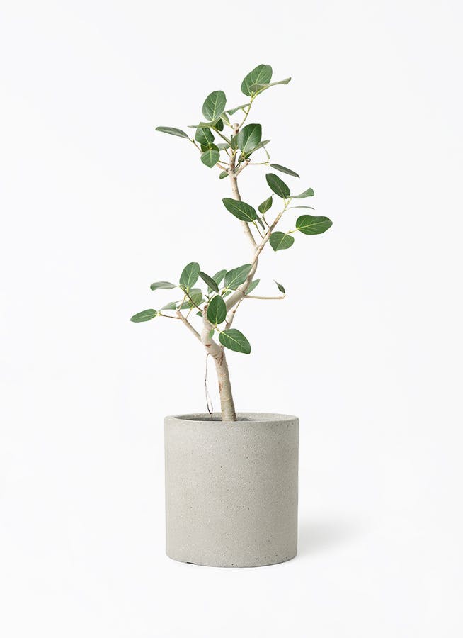 K*i様 フィカス　ベンガレンシス　観葉植物　7号　約110センチ 2 フィカス ベンガレンシス 7号 | 観葉植物 | 送料無料でお届け