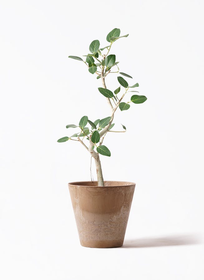 ficus-benghalensis-1252_1.jpg