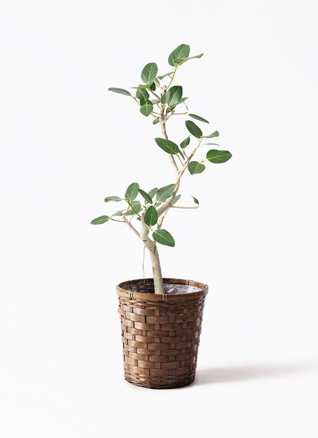 フィカス ベンガレンシス 7号 | 観葉植物 | 送料無料でお届け