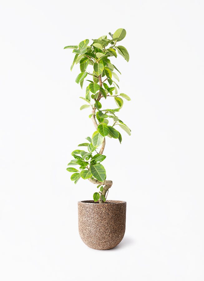 観葉植物 コルディリネ (コルジリネ) ストリクタ 10号 ネイチャーズ