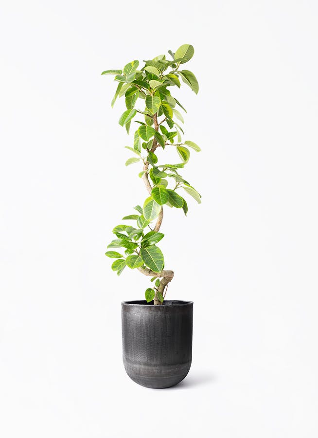 観葉植物 シェフレラ アンガスティフォリア 10号 曲り アンワール