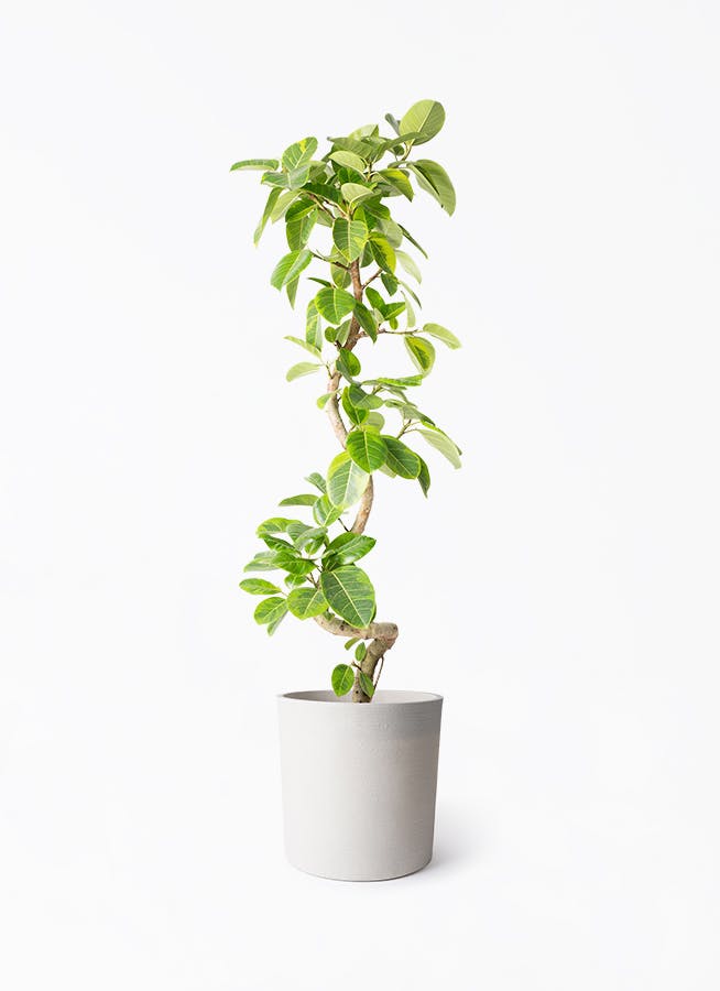 オリーブの木　ミッション　10号　約180cm　K-363　人気品種　現品掲載 観葉植物 オリーブの木 10号 ミッション ソンク シリンダー ホワイト