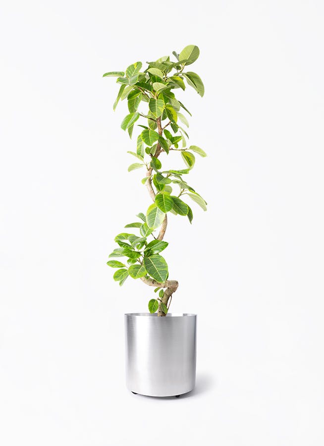 フィカス アルテシーマ | 観葉植物通販 HitoHana
