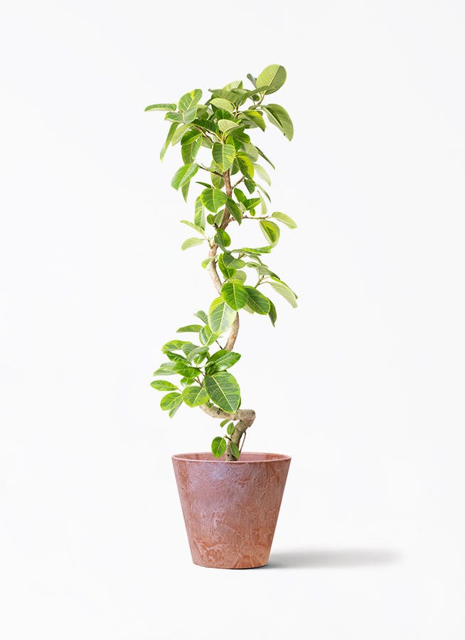 観葉植物 フィカス ベンジャミン 9号 ヌダ アートストーン ラウンド