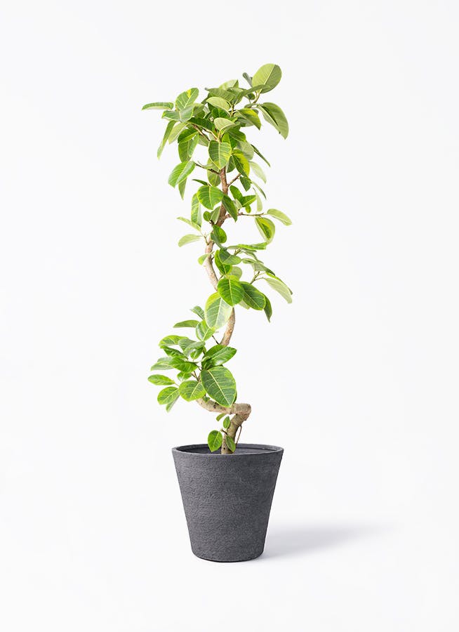 その他観葉植物 KIRARI Amazon｜フラワーキッチン 観葉植物 パキラ の鉢植え (パキラ7号
