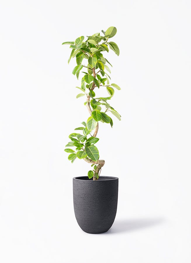 観葉植物 テリハハマボウ 10号 レイ ビアスアルトエッグ ブラック 付き
