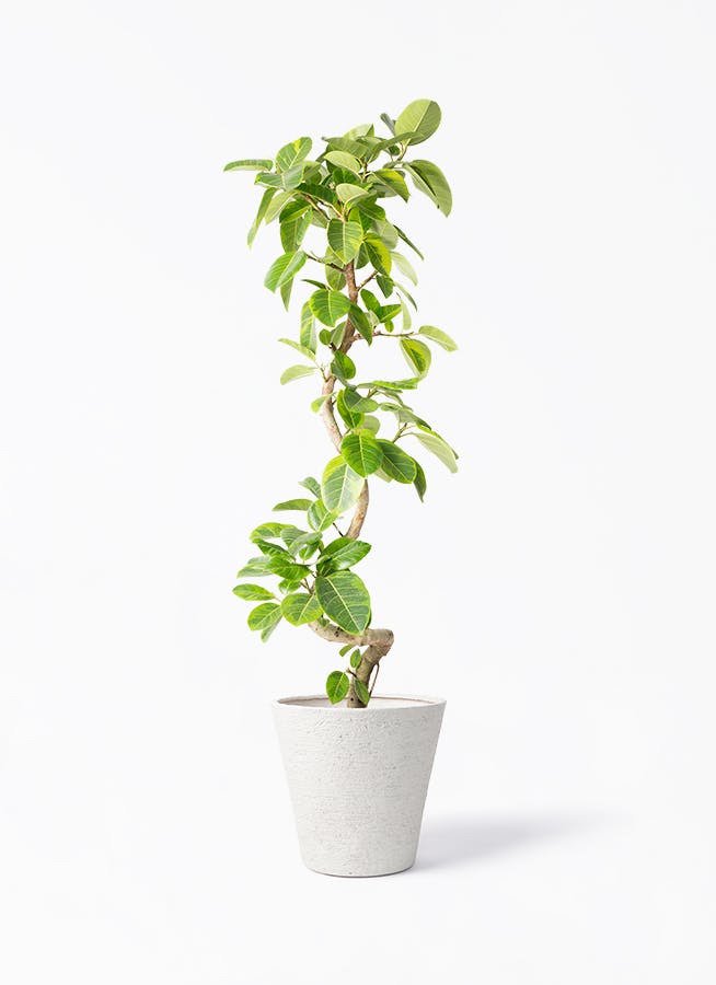 観葉植物 ドラセナ カンボジアーナ 10号 1本立ち ビアスソリッド