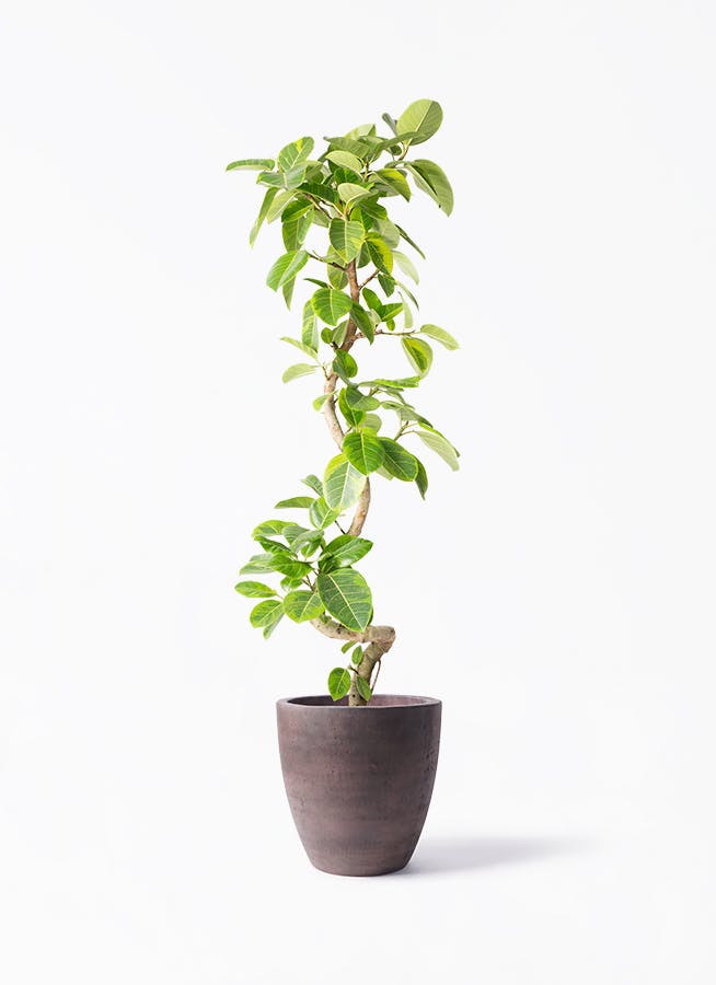 観葉植物 フィカス アルテシーマ 10号 曲り コーテス ラウンド