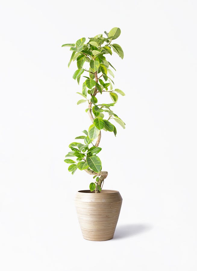 フィカス　アルテシーマ フィカス・アルテシーマ 7号鉢 観葉植物と植木鉢の専門店cocolate