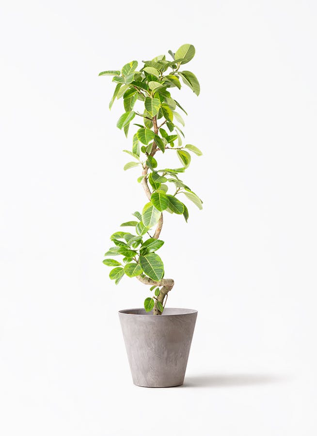 大人気オリーブ　すぐに飾れる　一点モノ　カッコイイ木立　プレゼントにも最適♡ 観葉植物 オリーブ 10号 レッチーノ アートストーン ラウンド グレー
