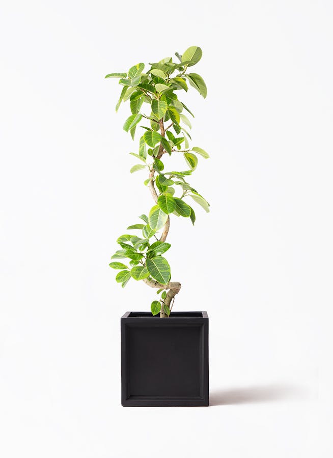 ficus-altissima-1494_1.jpg