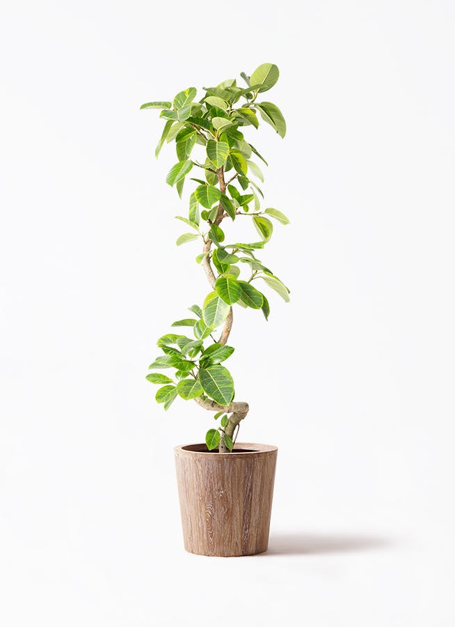 早割切符 10号 オリーブ 観葉植物 ピクアル 観葉 | 付き ウッドプランター バーベキュー・調理用品