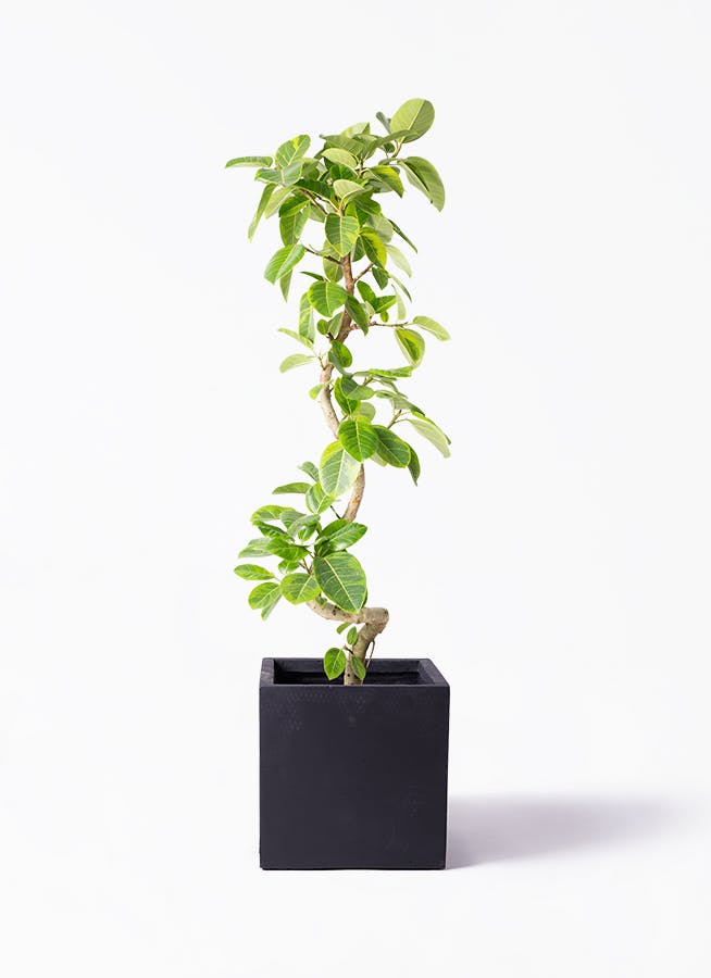 ささ様　cliff アルミs 植木鉢 コンクリート 鉢 飾らないままを飾る ミドル 直径44cm 大きい