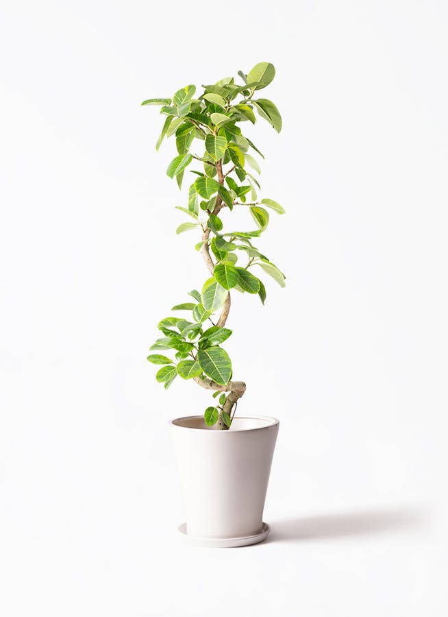 観葉植物 トックリヤシ 10号 サブリナ 白 付き | 観葉植物なら