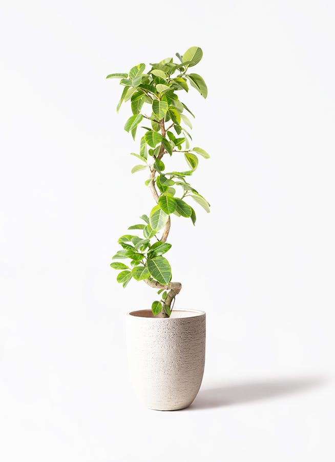 フィカス　観葉植物 観葉植物 フィカス バーガンディ 5号 ノーマル プラスチック鉢