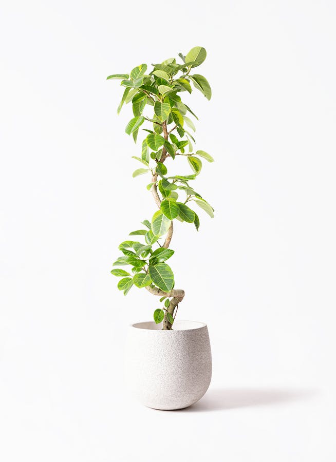 【観葉植物】大型　フィカス　アルテシーマ１０号 観葉植物 フィカス アルテシーマ 10号 ストレート アルファシリンダー