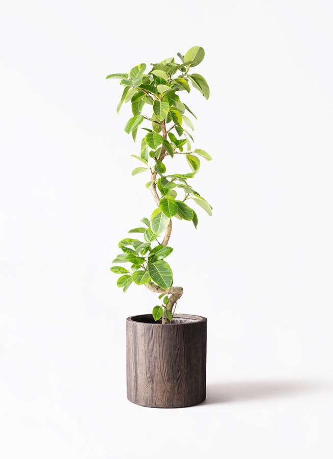 観葉植物 フィカス アルテシーマ 10号 ストレート アルファシリンダー