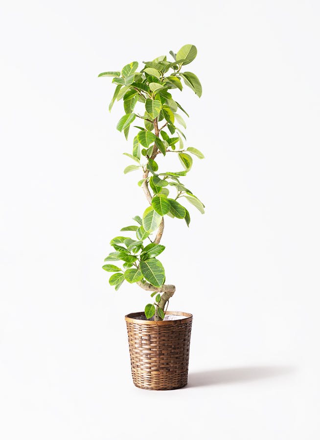 観葉植物 ドラセナ コンシンネ 10号 一本立ち 竹バスケット 付き