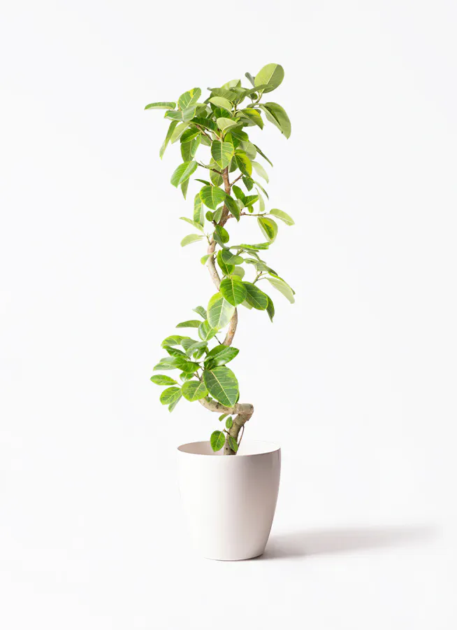 フィカス アルテシーマ 10号 | 観葉植物 | インテリアやギフトに 