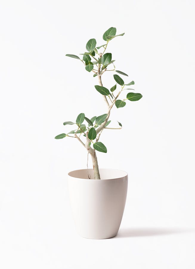 【現品】フィカス・ベンガレンシス　曲がり　7号　茶鉢（1） 観葉植物｜フィカス ベンガレンシス 曲がり 7号【THE GOOD