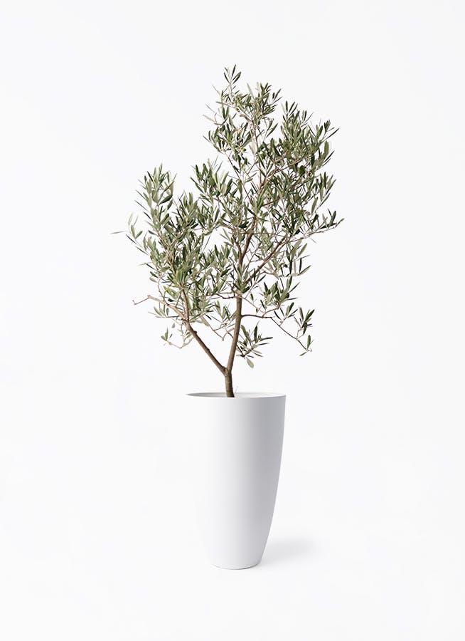 観葉植物 オリーブの木 8号 コレッジョラ フォレスト トール