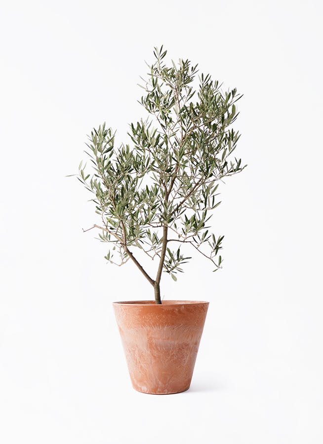 観葉植物 オリーブの木 8号 デルモロッコ アートストーン ラウンド