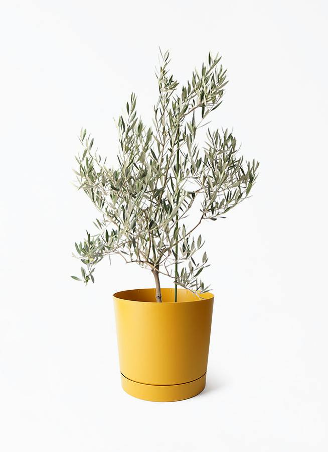 観葉植物 オリーブの木 8号 オヒブランカ プロスパー トゥーボ