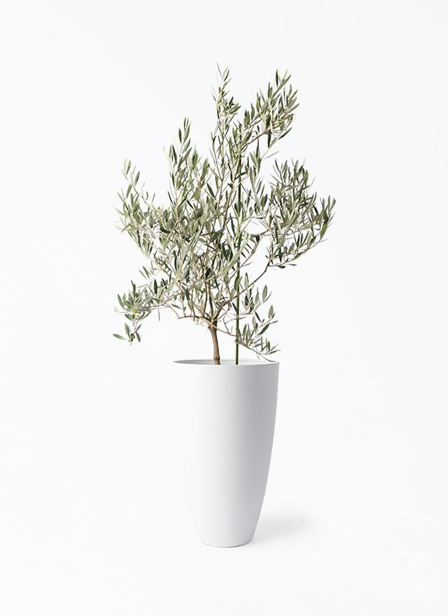 観葉植物 オリーブの木 8号 バロウニ フォレスト トール ホワイト 付き