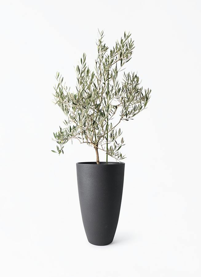 観葉植物 オリーブの木 8号 カラマタ フォレストトール ブラック 付き