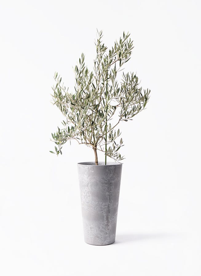 観葉植物 フィカス ベンジャミン 8号 バロック アートストーン トール