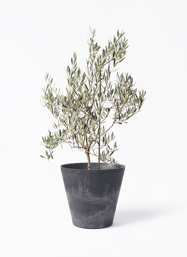 観葉植物 オリーブの木 8号 アルベキーナ アートストーン ラウンド