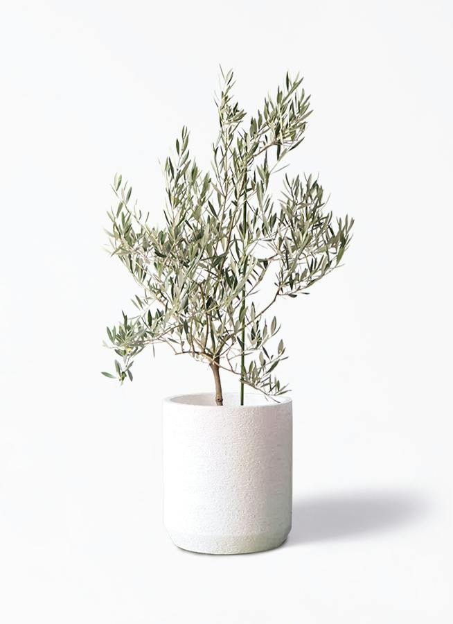観葉植物 オリーブの木 8号 バロウニ Eco Stone (エコストーン
