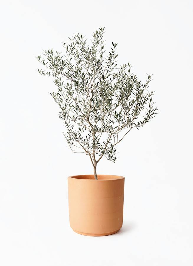観葉植物 ユーカリ 8号 ポポラス（ポリアンセモス） インティ
