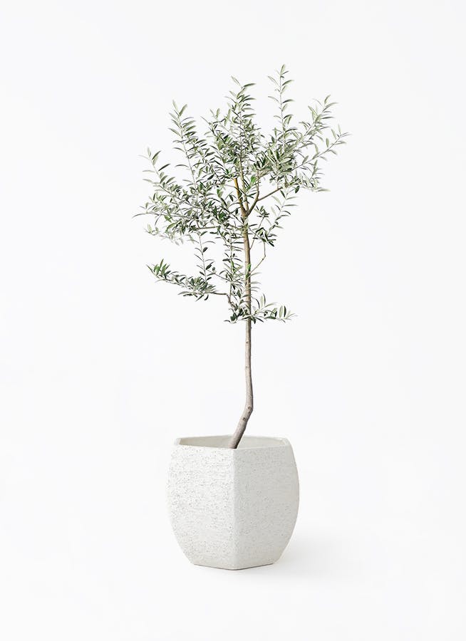 観葉植物 ガジュマル 8号 パンダ Eco Stone (エコストーン) ヘキサ