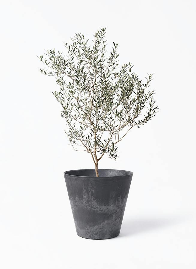 観葉植物 オリーブの木 8号 ピクアル アートストーン ラウンド