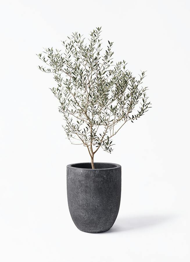 観葉植物 オリーブの木 8号 カヨンヌ フォリオアルトエッグ ブラック