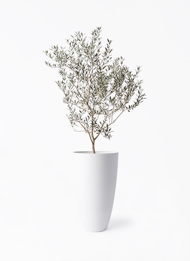 観葉植物 ユッカ 8号 ロストラータ フォレスト トール ホワイト 付き
